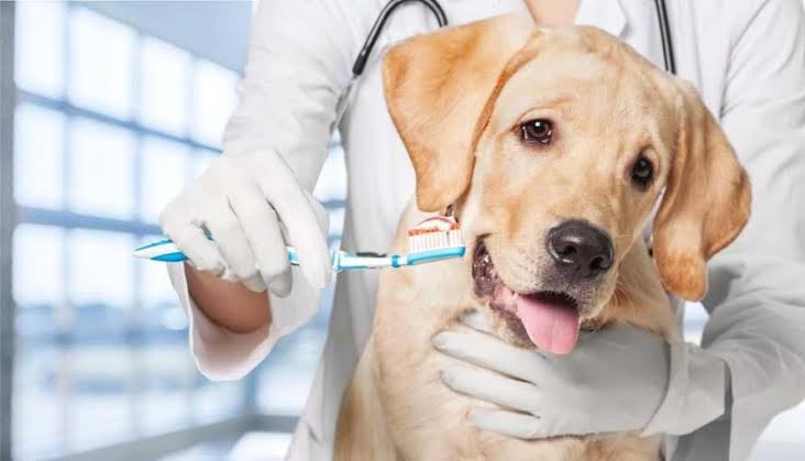 4 Reasons To Schedule Regular Teeth Cleanings for Your Dog